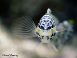 Little face to face
Focus is a hard job in that case :-)... by Raoul Caprez 
